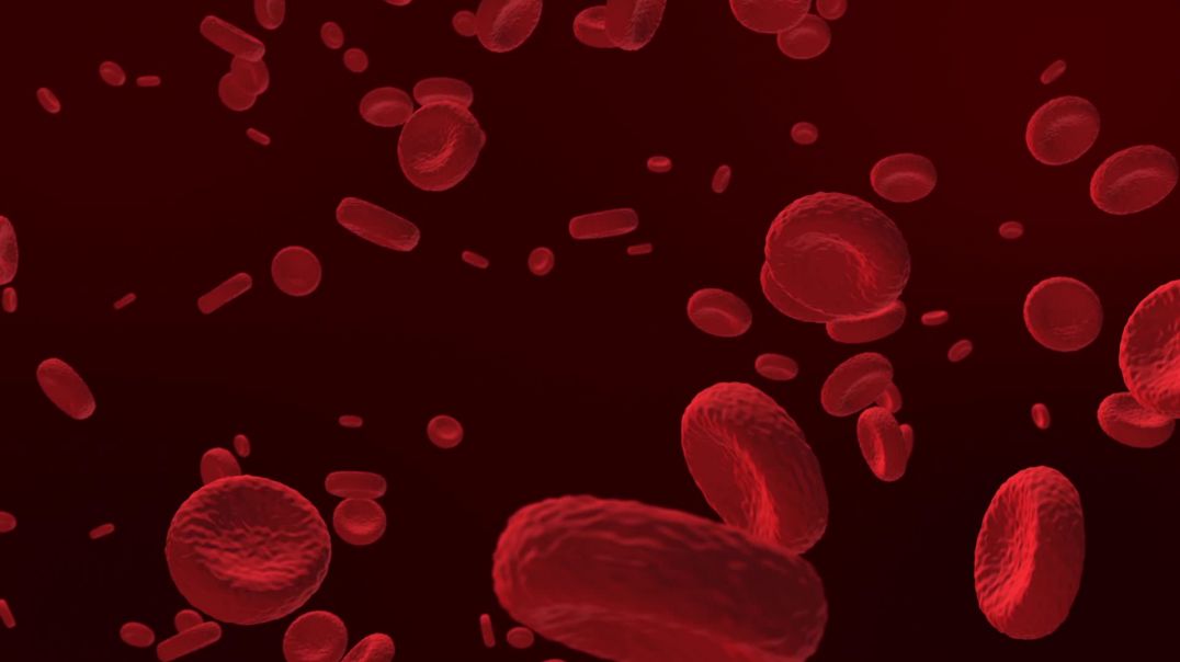 Видеофон футаж Красные кровяные тельца | Videophone footage Red blood cells