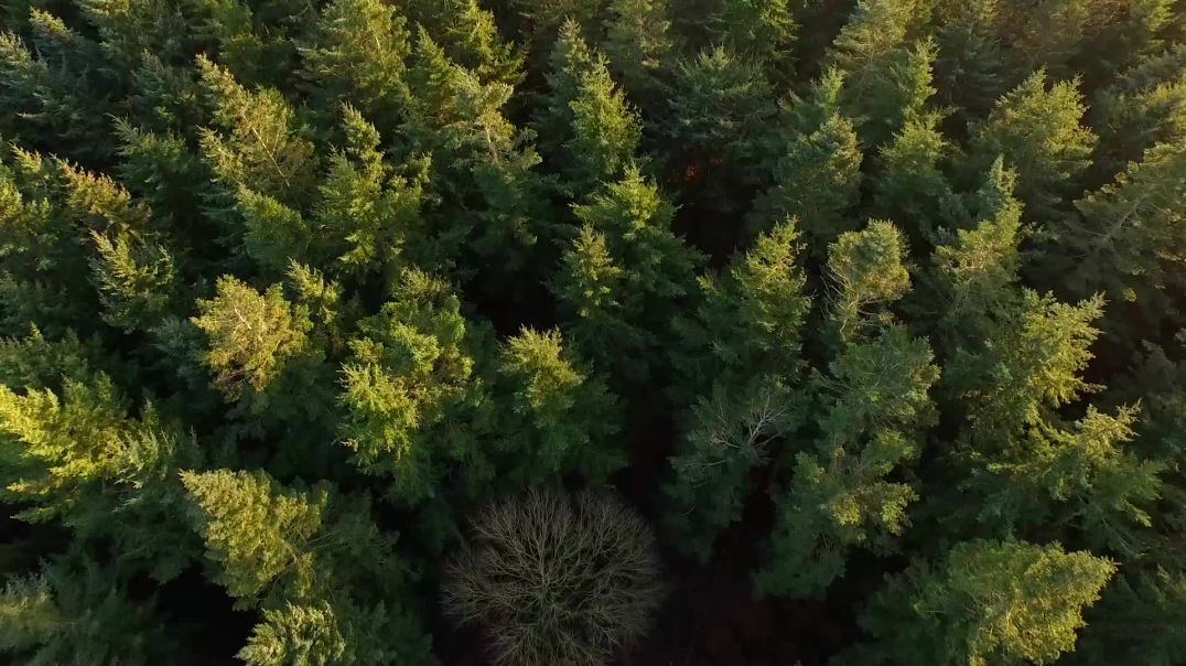 Видеофон футаж лес вид сверху | Videophone footage forest top view