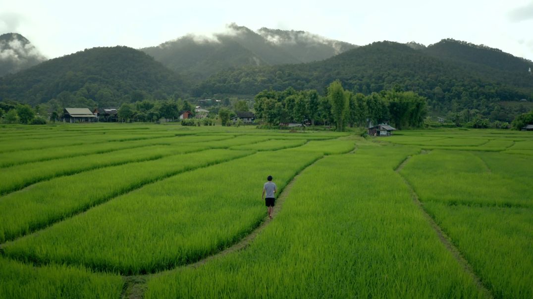 Человек идет по рисовым полям