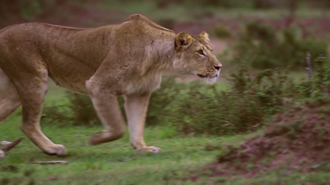 Львица идёт на охоту