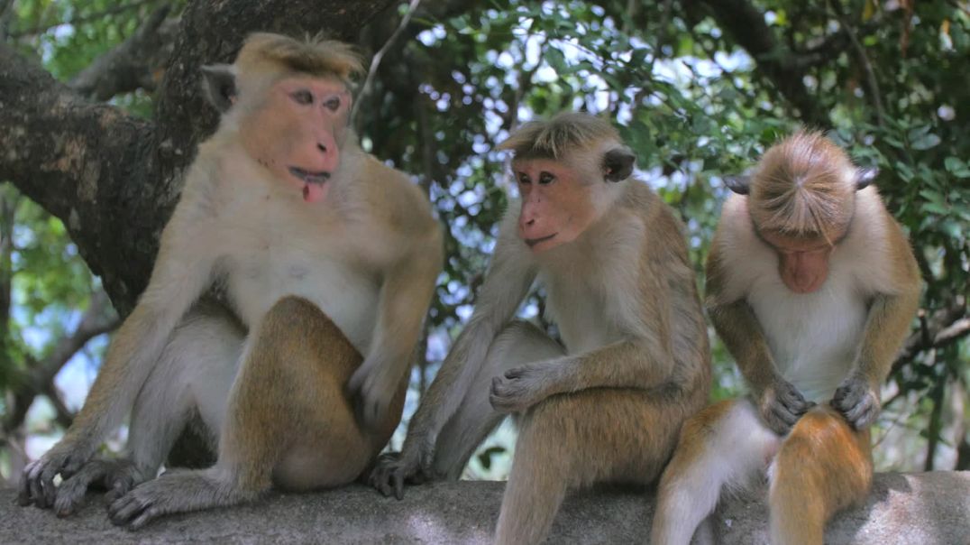 Три обезьяны сидят на ветке (дереве)