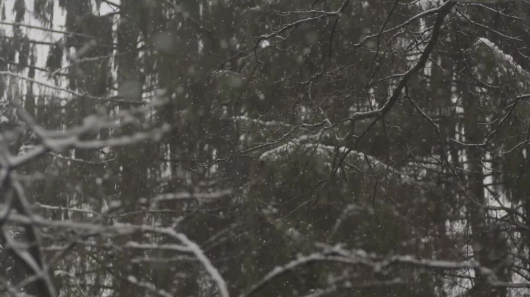 Зимний лес идёт снег