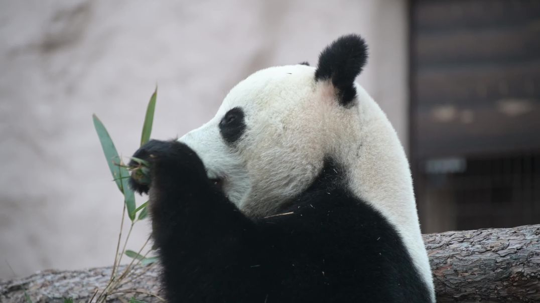 Панда кушает бамбук