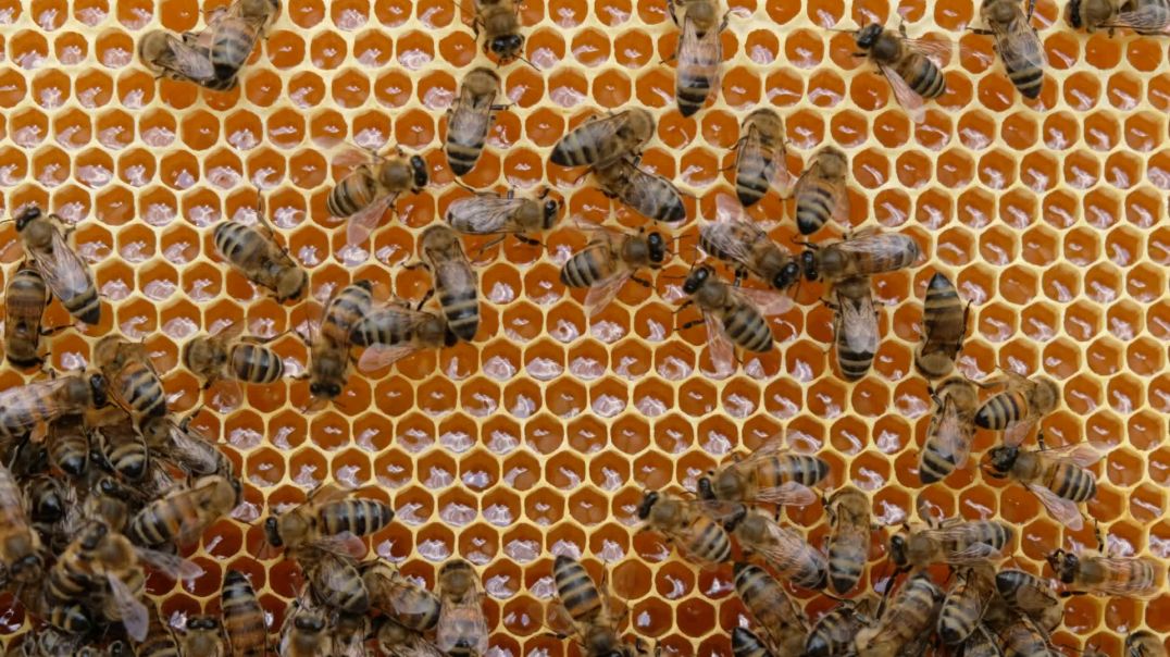 Пчёлы ползают на сотах
